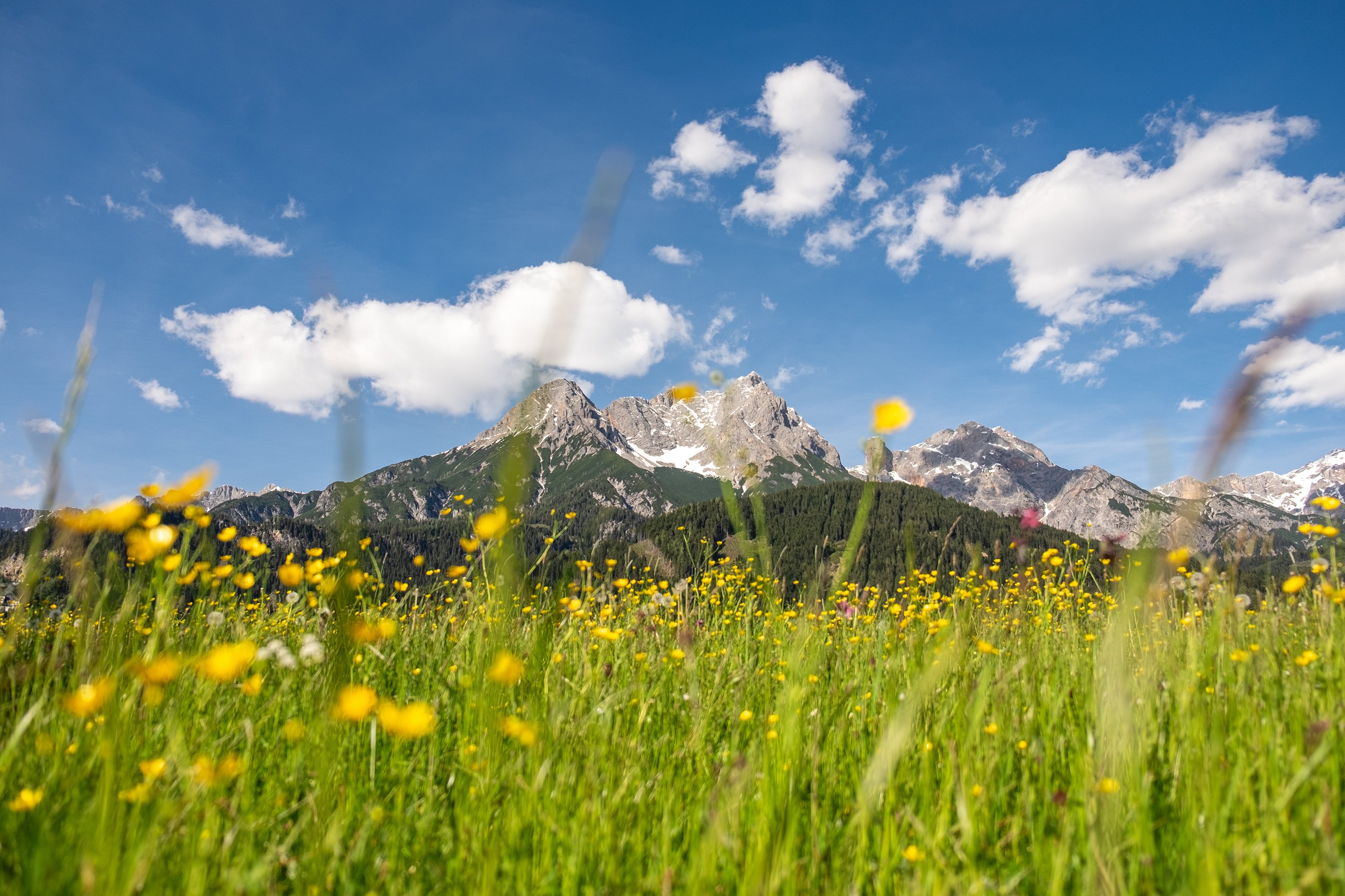 Alpine Blumenwiese vor verschneiten Gipfeln