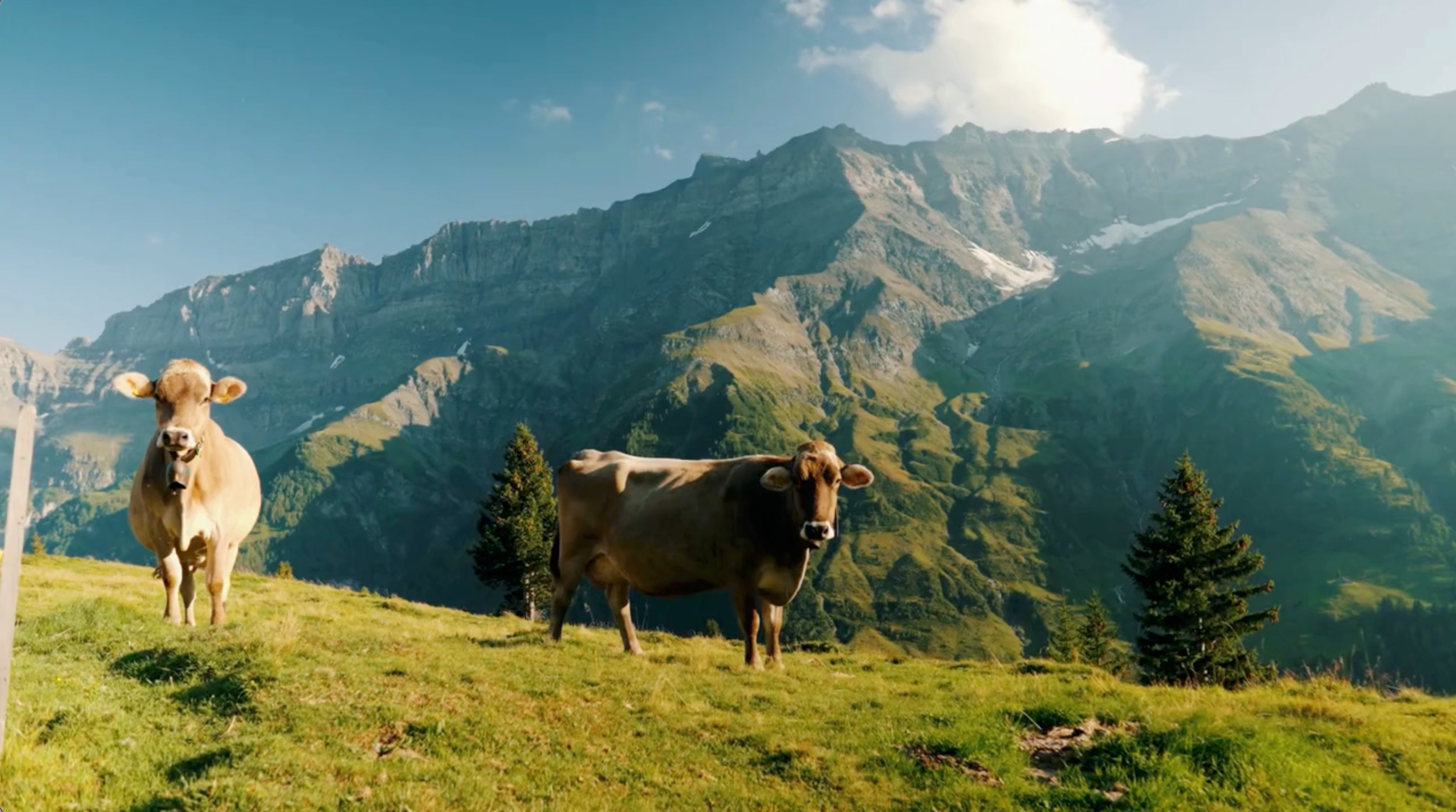 Kühe auf einer alpinen Weide eines Bio-Milchbetriebs