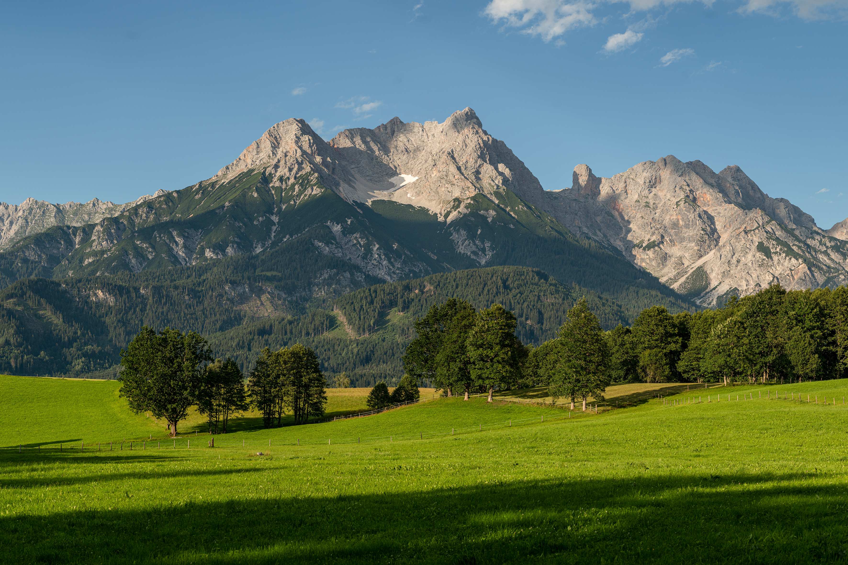 Alpine Blumenwiese mit Bergen im Hintergrund