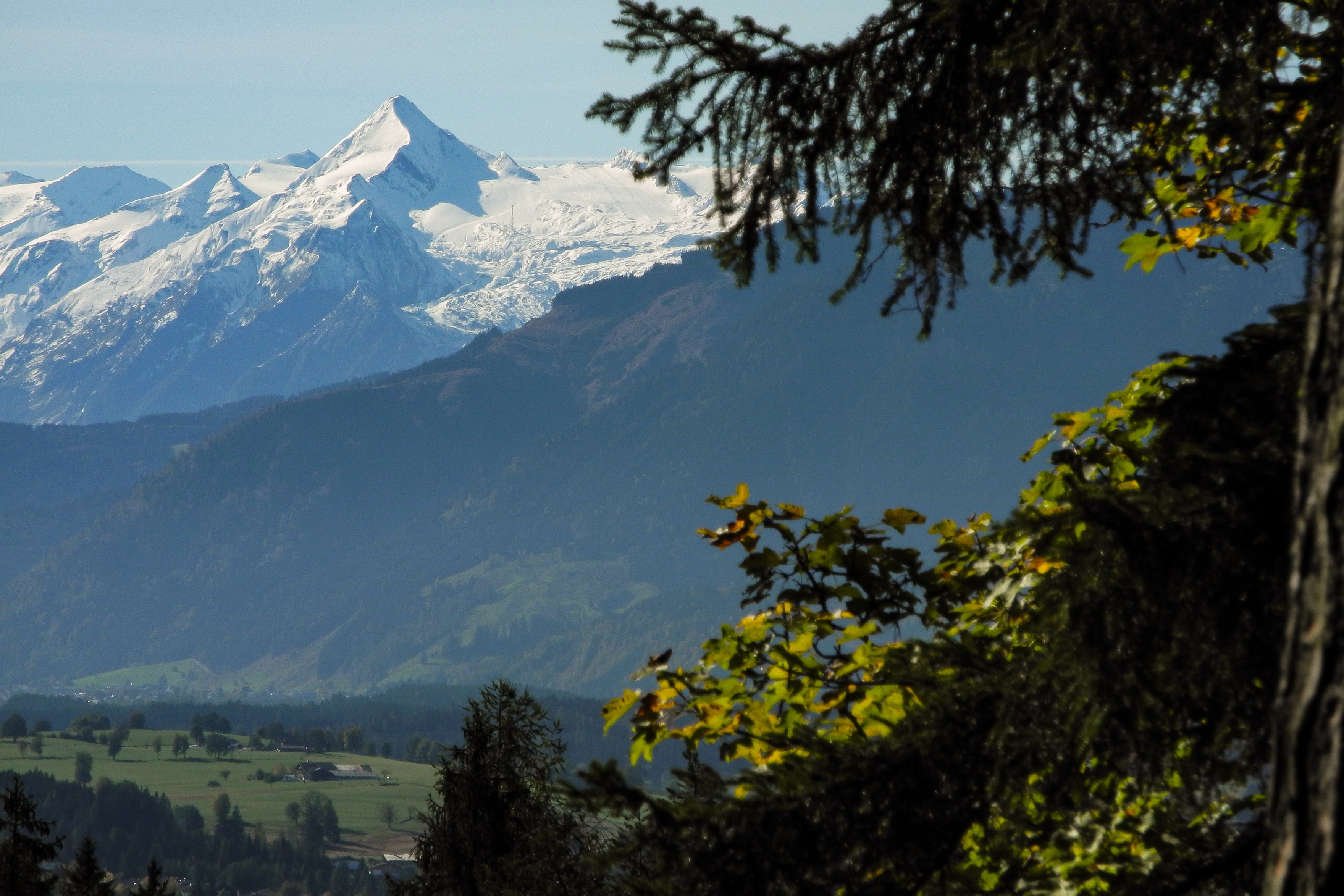 Schneebedeckter Alpengipfel, eingerahmt von Nadelbäumen